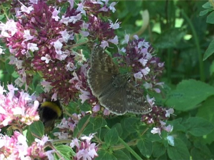 Dunkler Dickkopffalter ( Erynnis tages ) : Kaiserstuhl, 18.07.2006